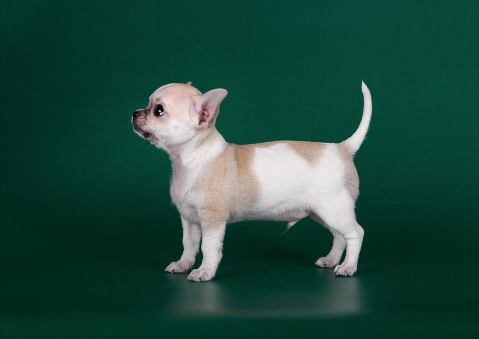 Щенок маленькой чихуахуа Пуппи