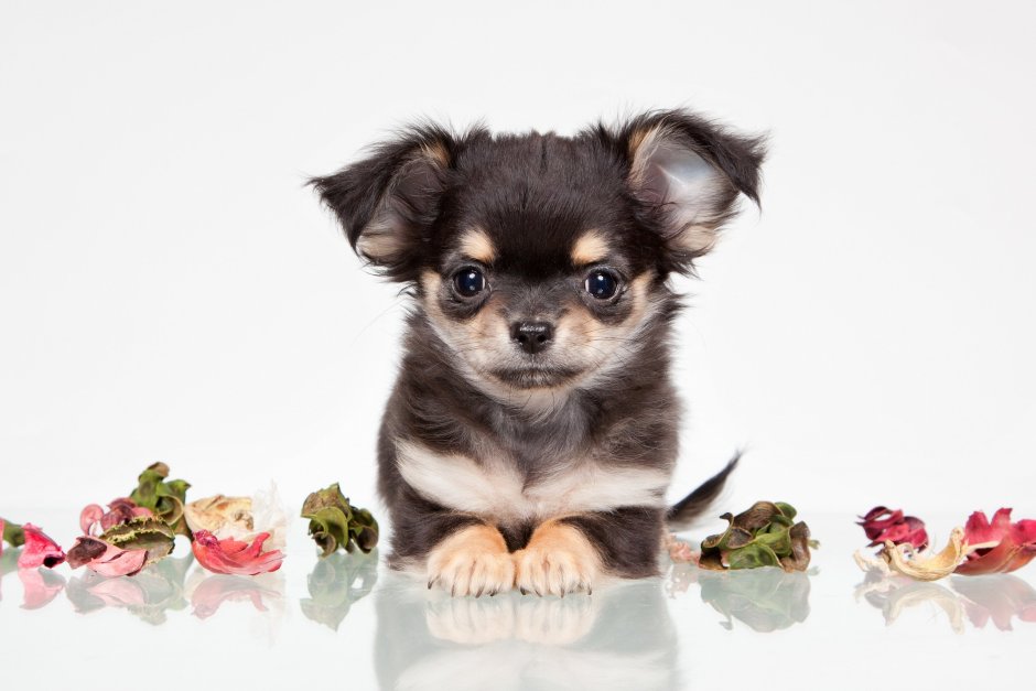 Питомец чихуахуа