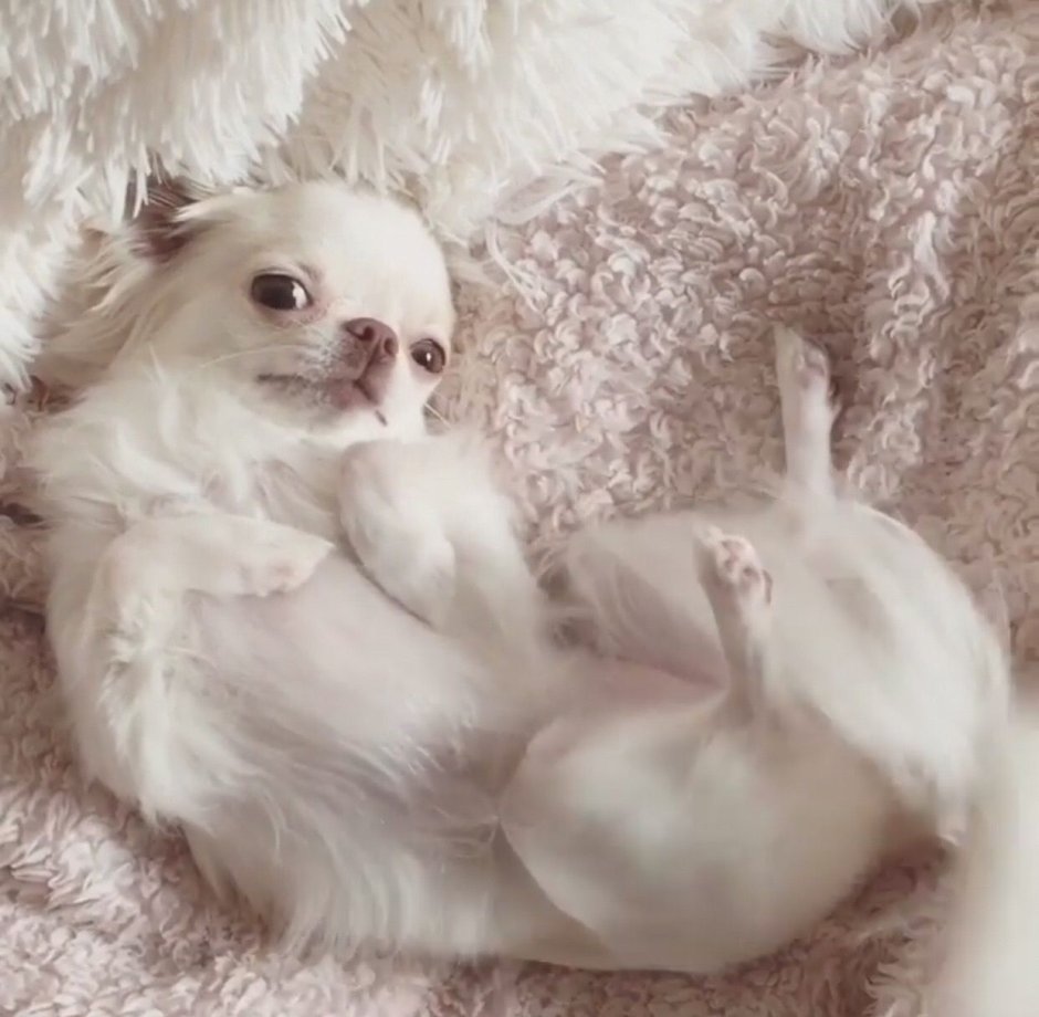 Смешанные той терьеры