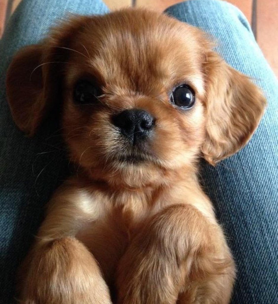 Котенок и щенок чихуахуа