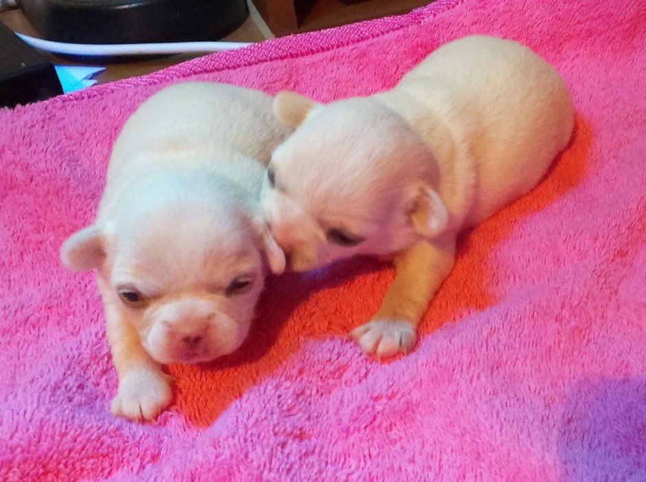 Чихуахуа волосистая белая