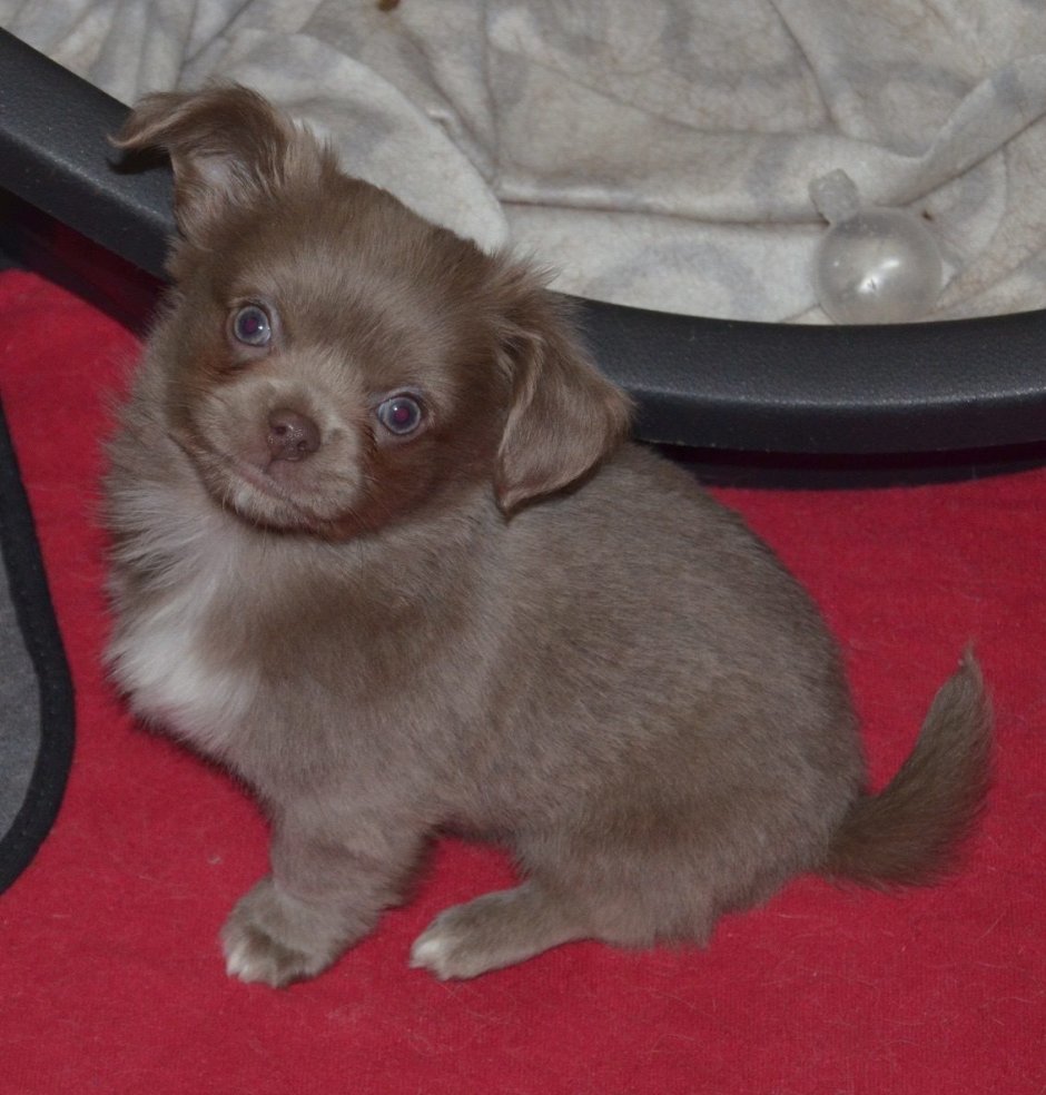 Чихуахуа мама и щенки