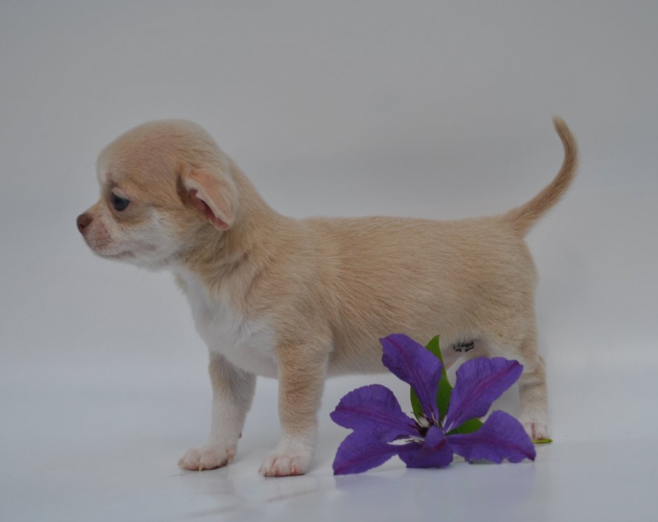 Чихуахуа кутенок шоколадный