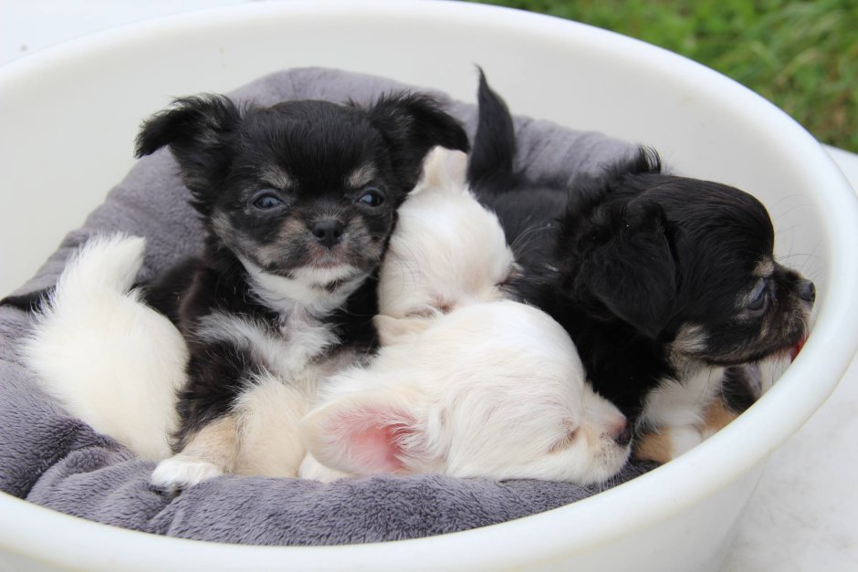 Бигль терьер шотландский