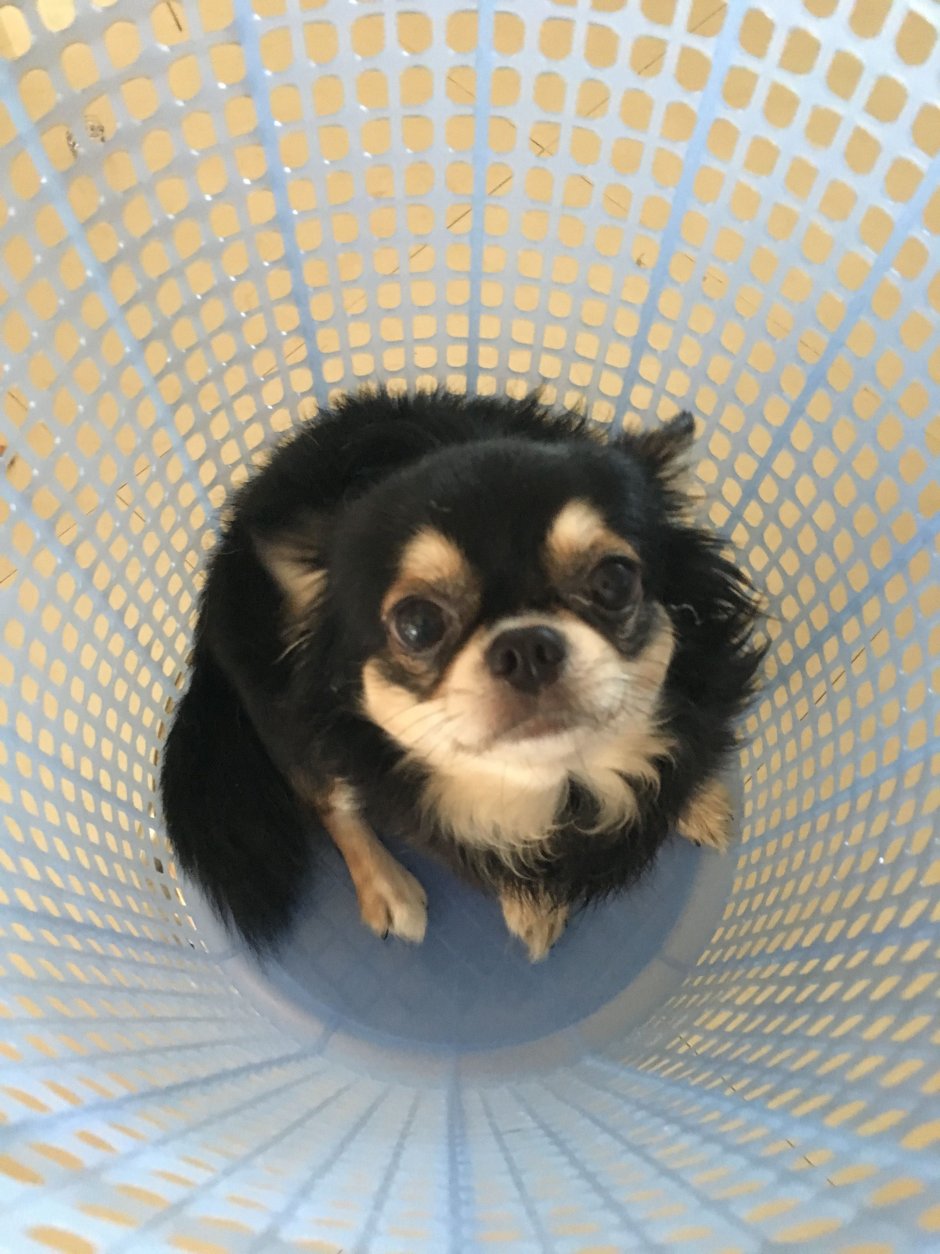 Чихуахуа вислоухие фото