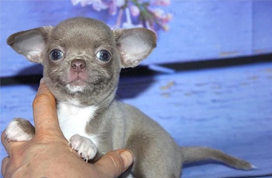 Чихуа Беби фейс