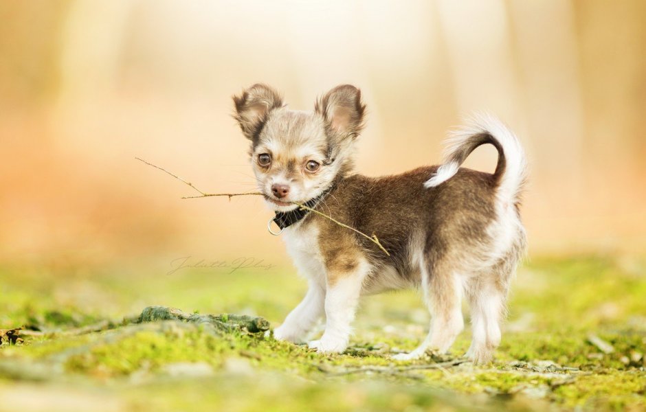 Чихуахуа гладкошерстные