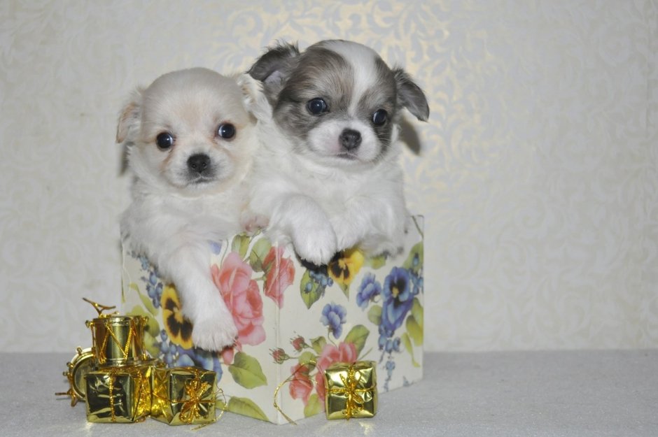 Питомник Ярбург чихуахуа