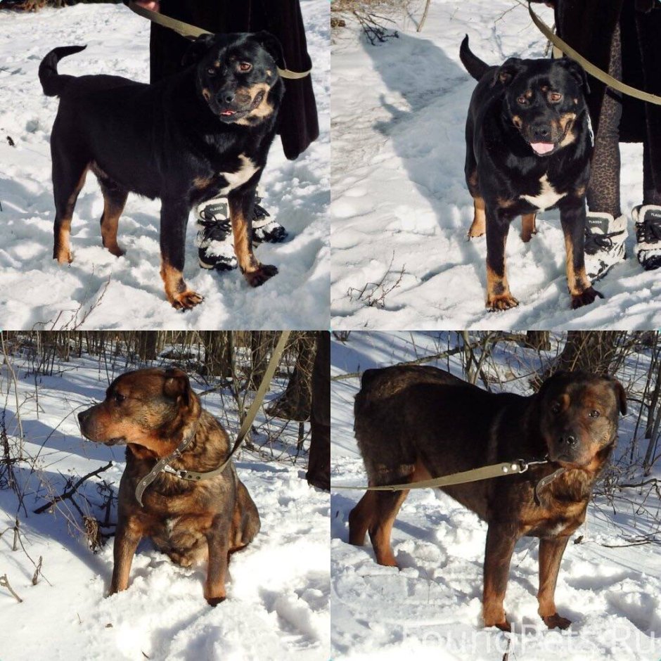 Half Husky half Rottweiler