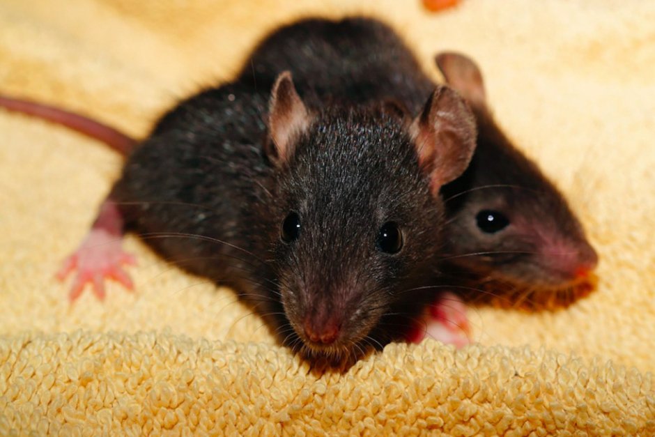 Rattus Rattus чёрная крыса