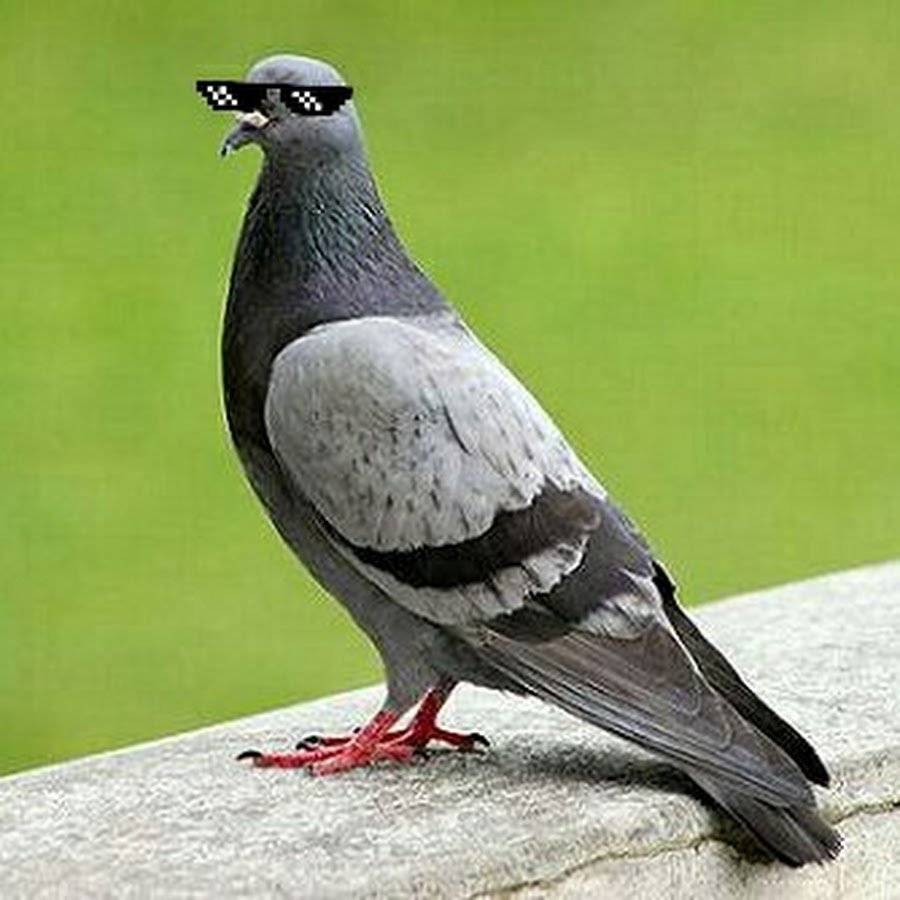 Ice Pigeon сизарь