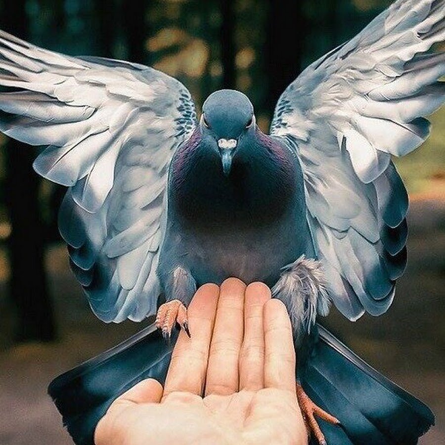 Сизый голубь