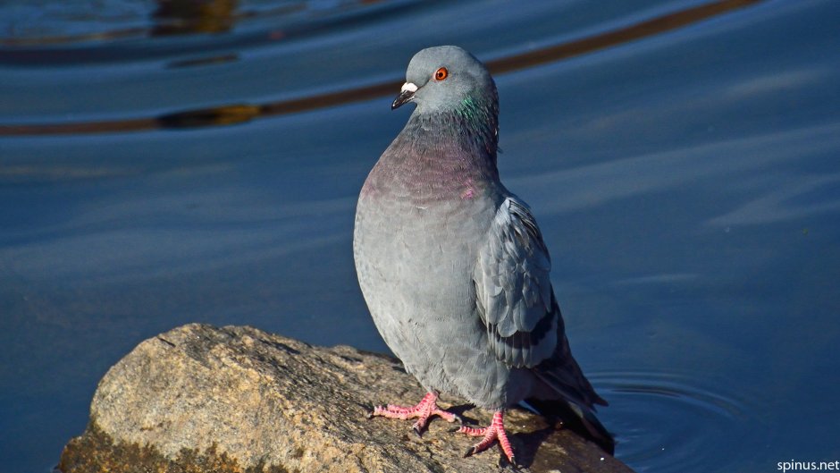 Клинтух и сизый голубь