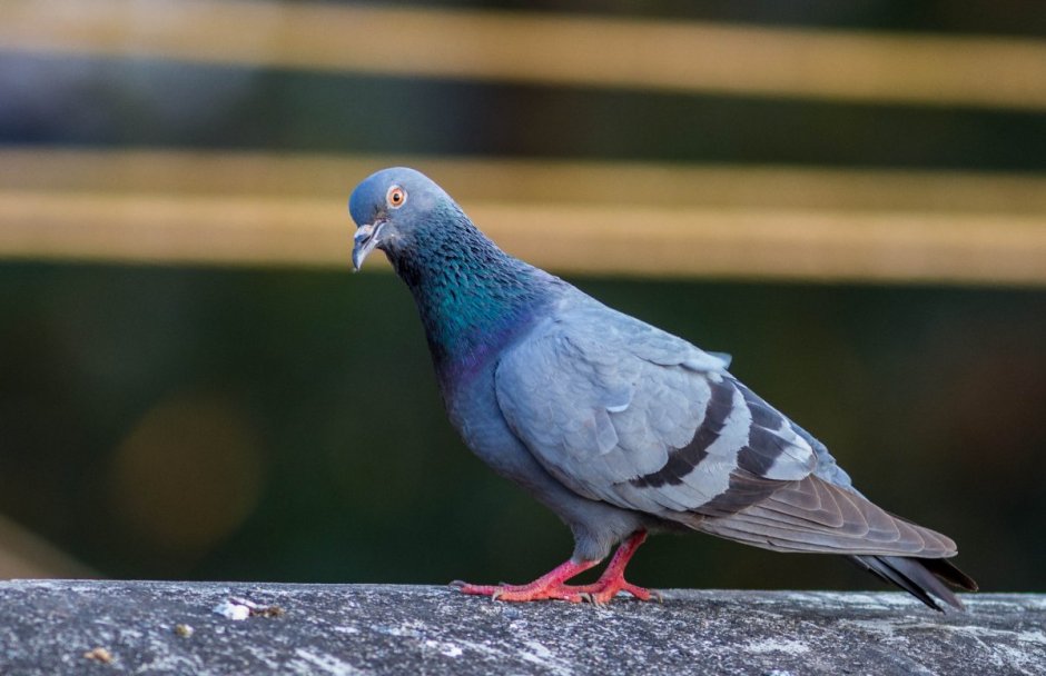 Порода голубей сизарь