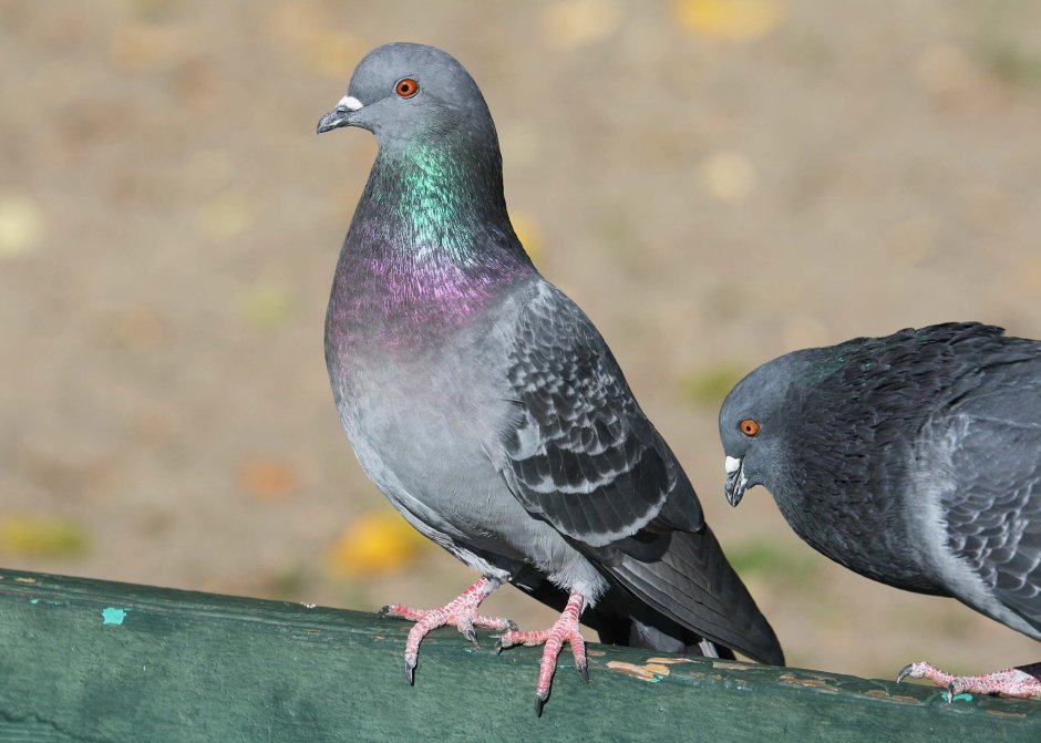 Голубь сизарь