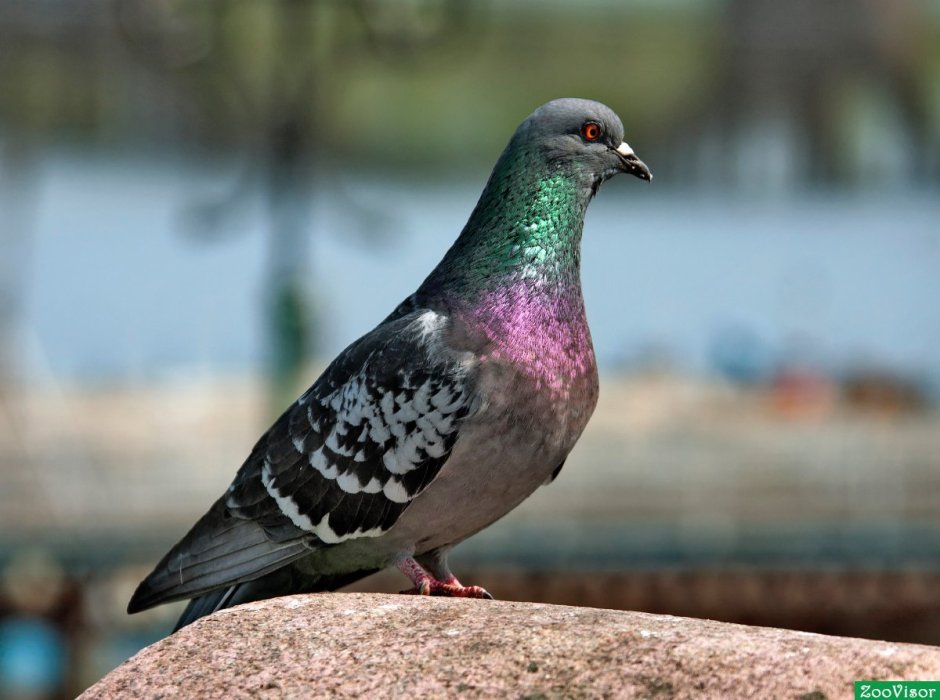 Сизый голубь самка