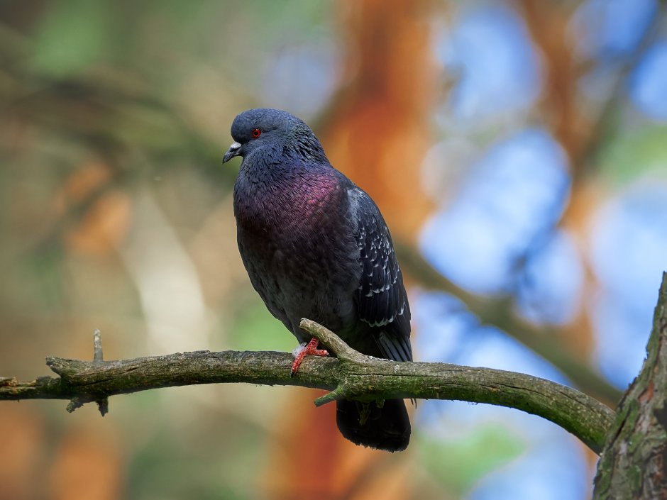 Голуби Сизари фото