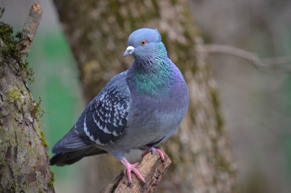 Хохлатый бронзовокрылый голубь
