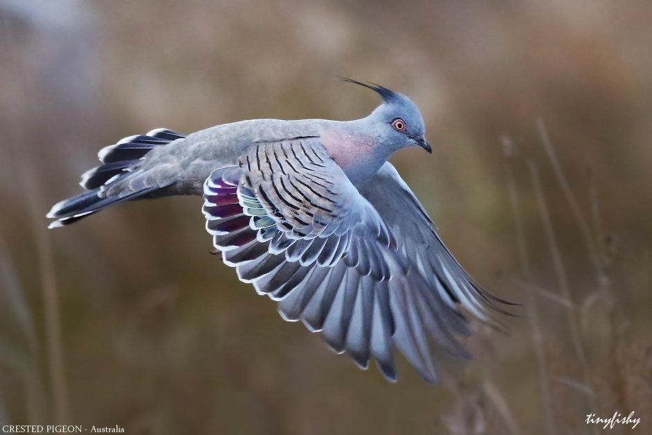 Израильская Голубица птица