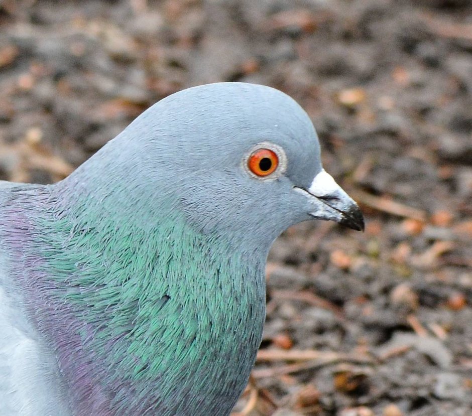 Птица Columba Livia