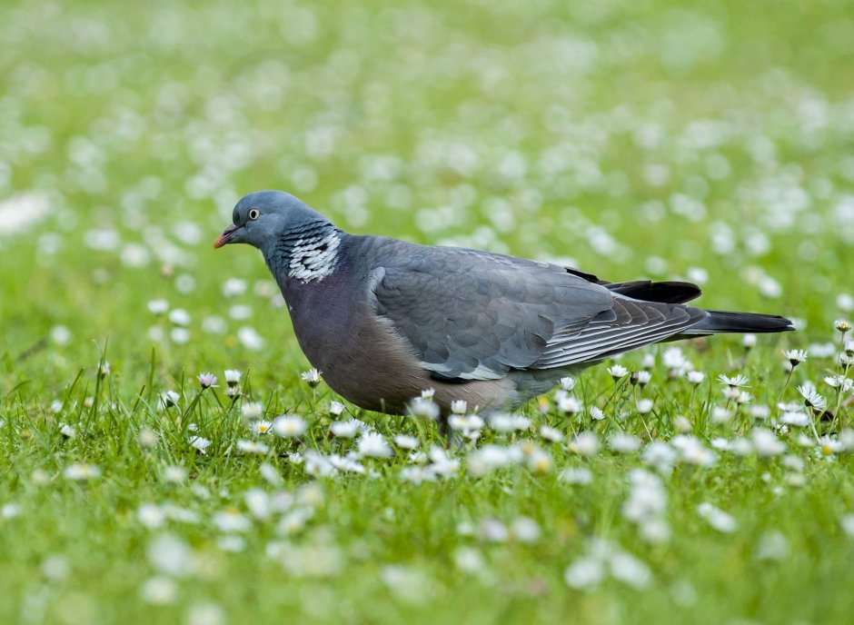 Columba Livia