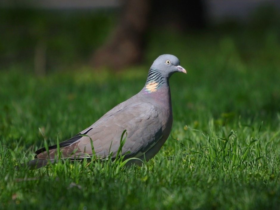 Сизый голубь