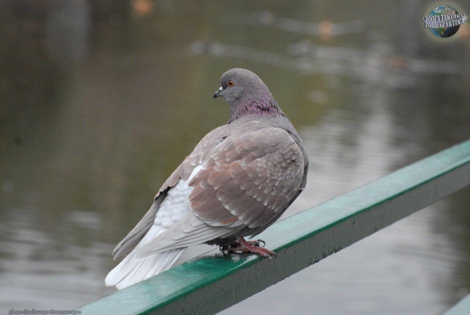 Девушка с голубем