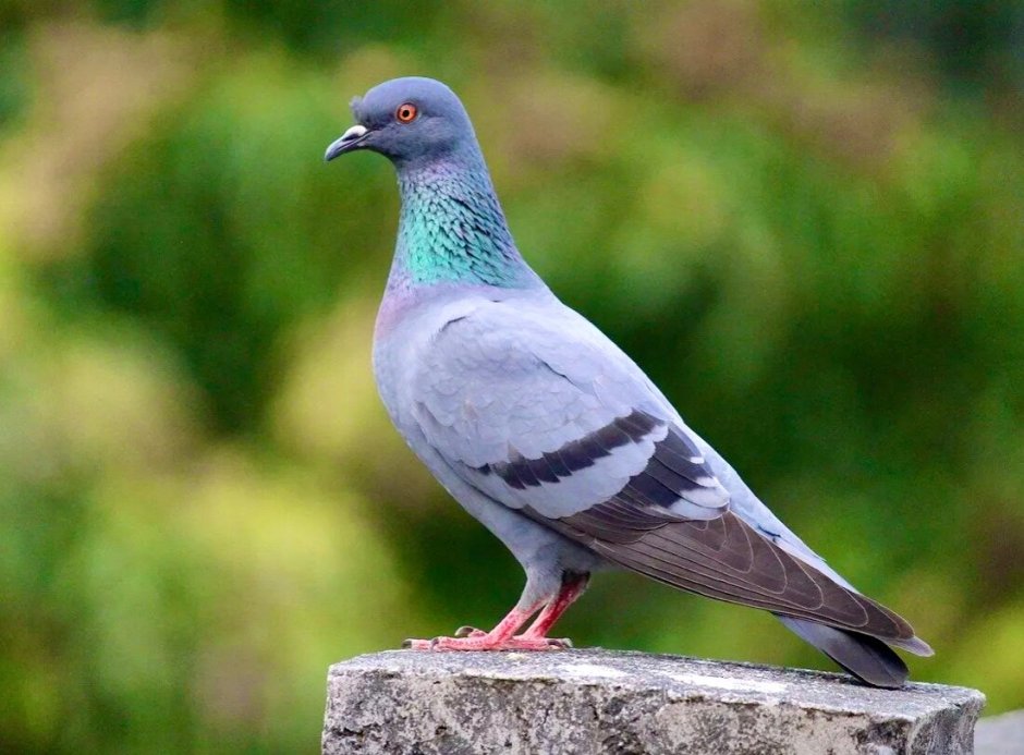 Новокаледонский пестрый голубь