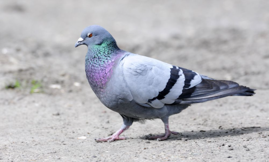 Городской голубь