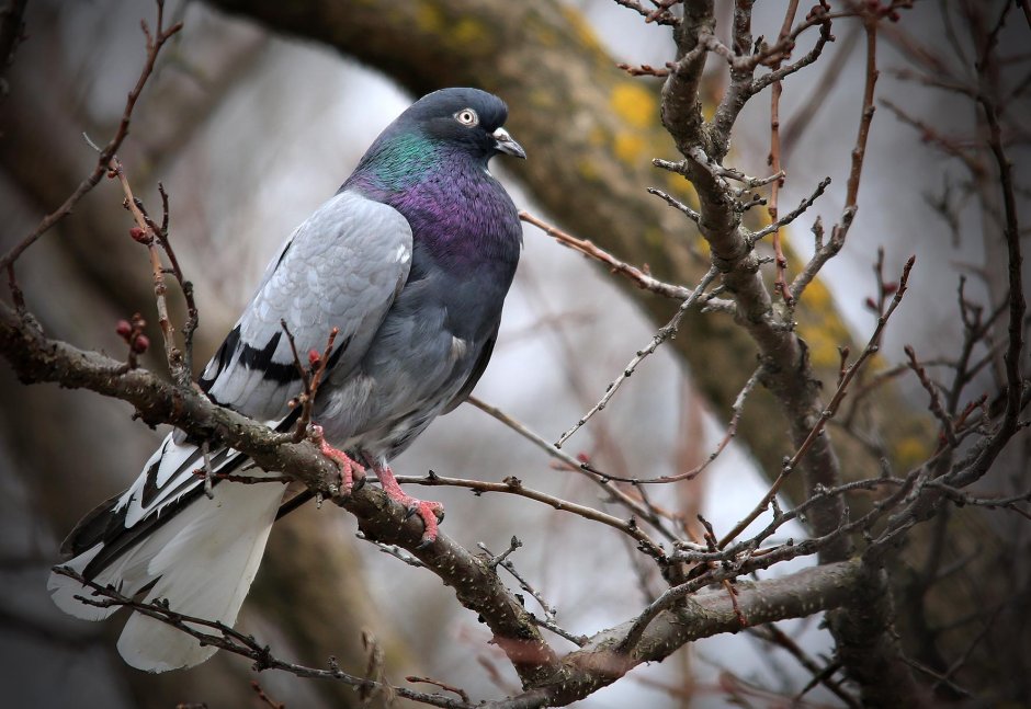 Сизарь фото
