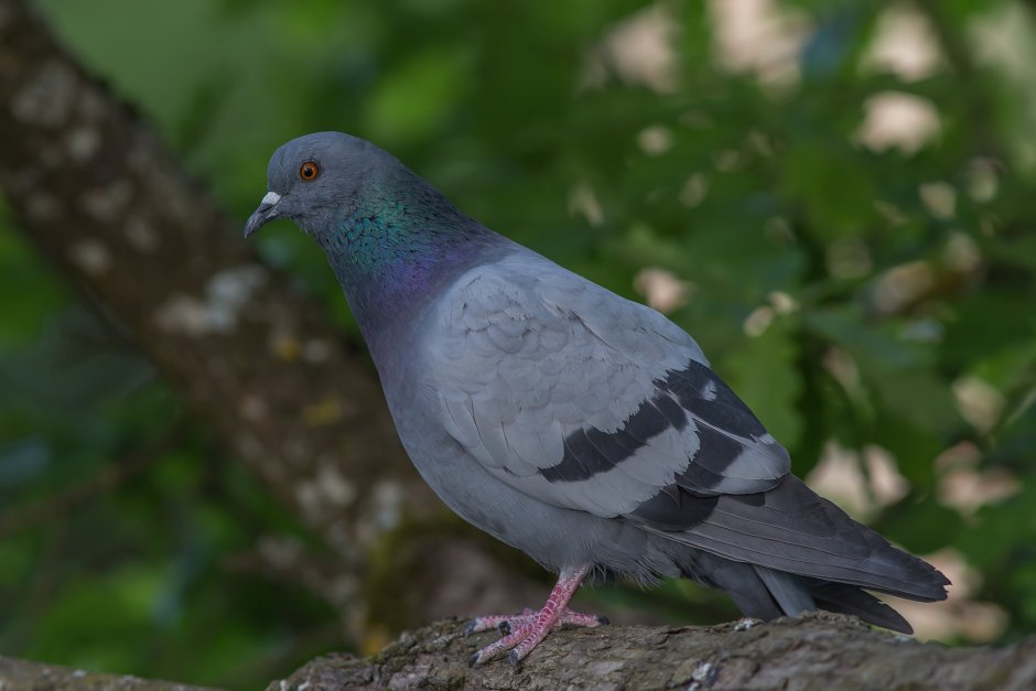 Вяхирь витютень сизарь