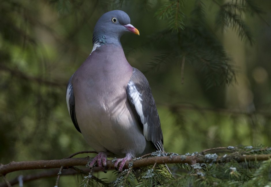 Сизарь хохлатый голубь