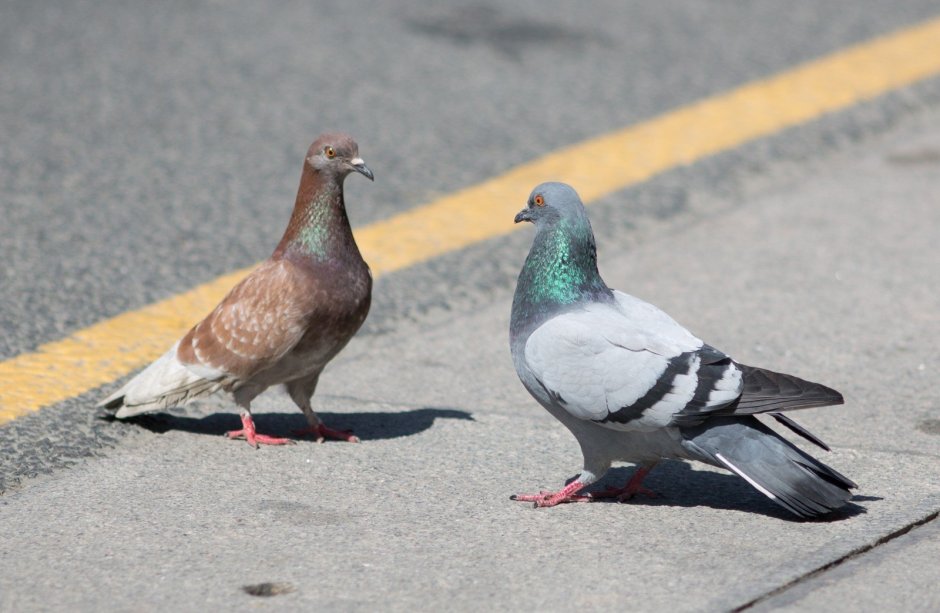 Голубь обыкновенный