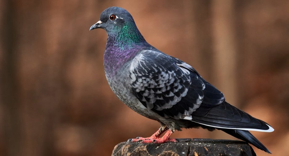 Полудикий сизый голубь