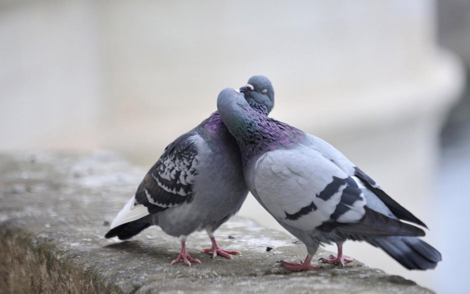 Сизарь коричневый голубь