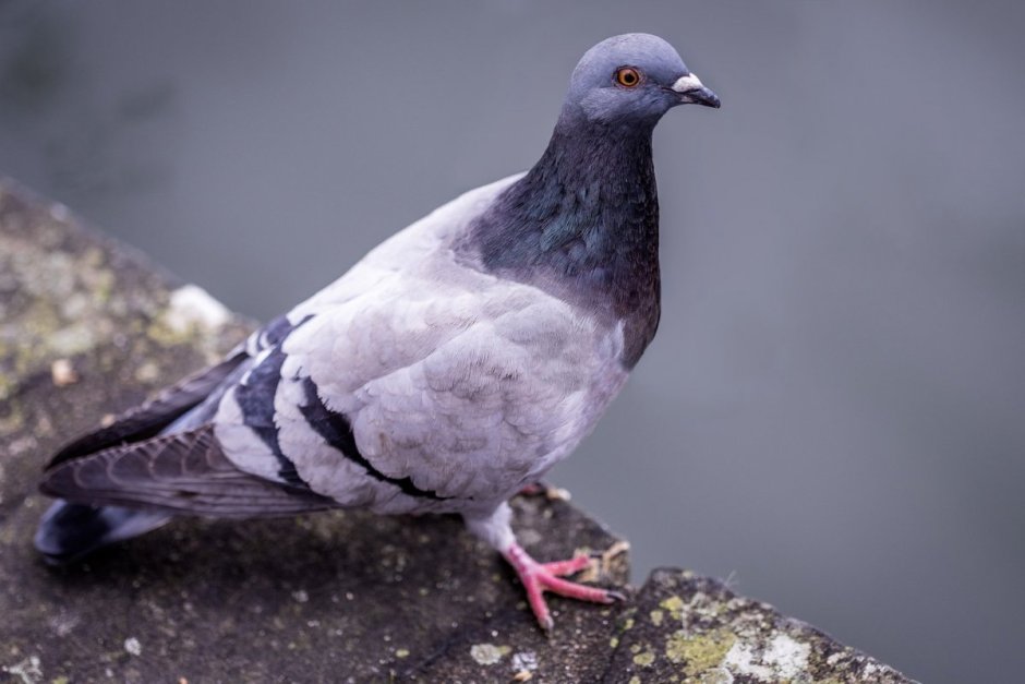 Голубь Горлица