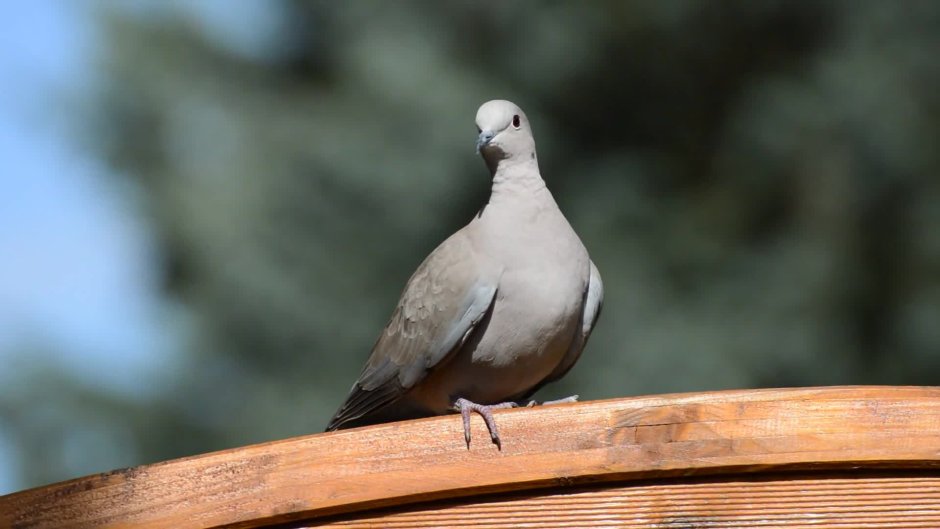 Голубь сизарь