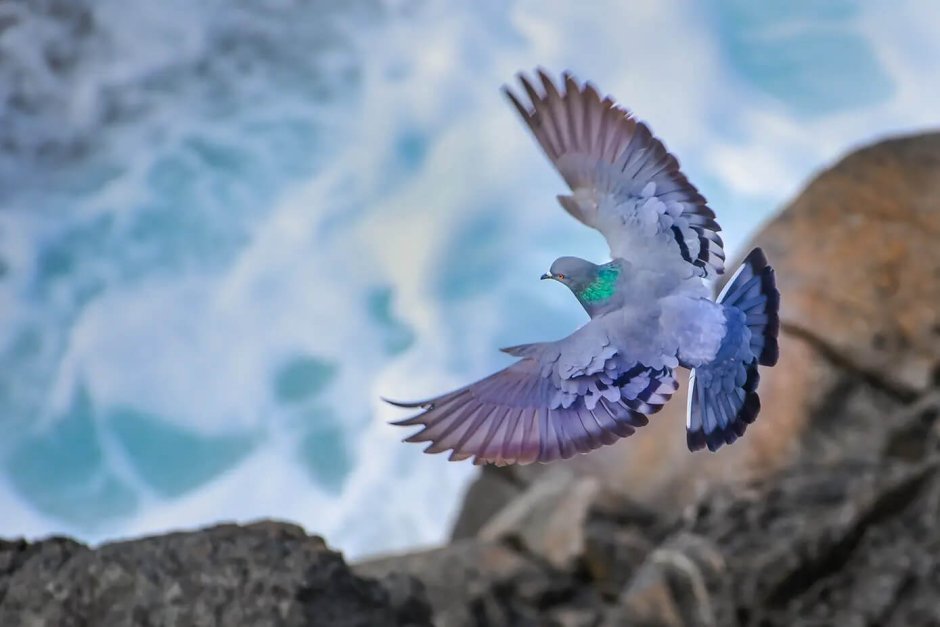 Сизый голубь самец