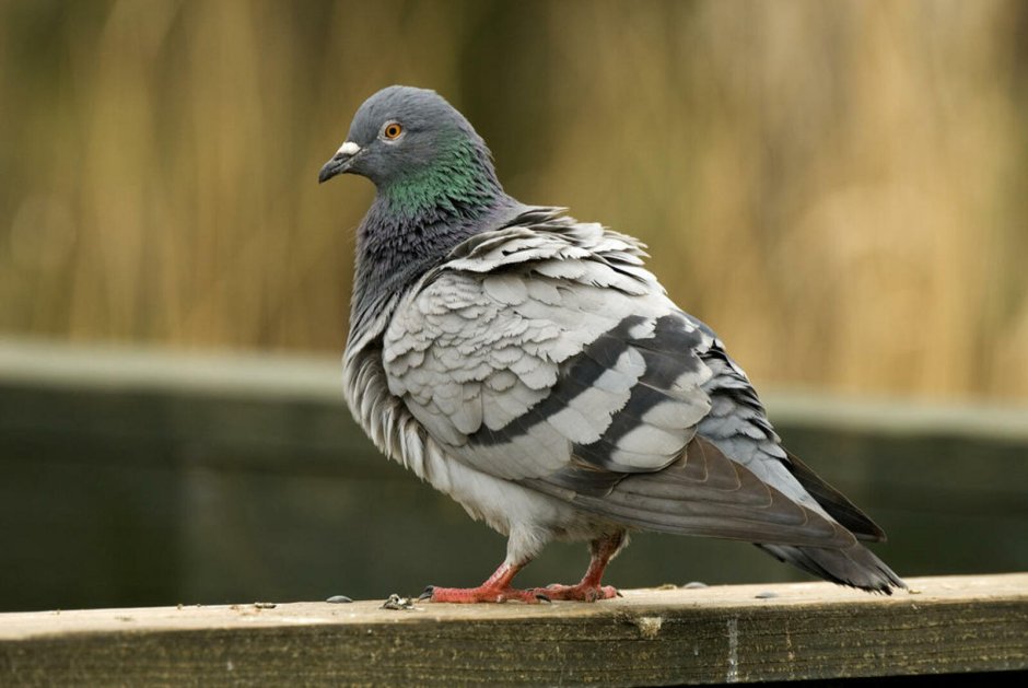 Окрас Сизых голубей