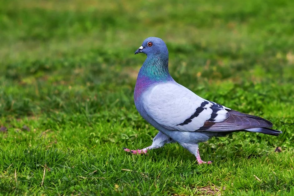 Тупой голубь