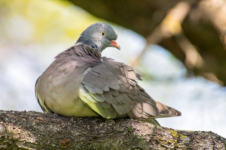 Дикий голубь Клинтух
