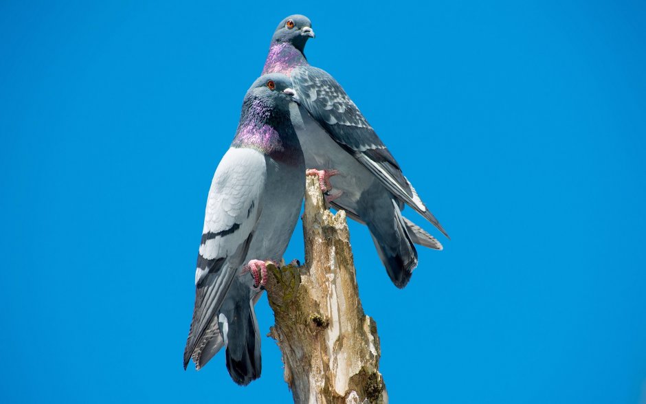 Дикий голубь сизарь