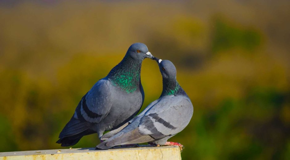 Новокаледонский плодоядный голубь