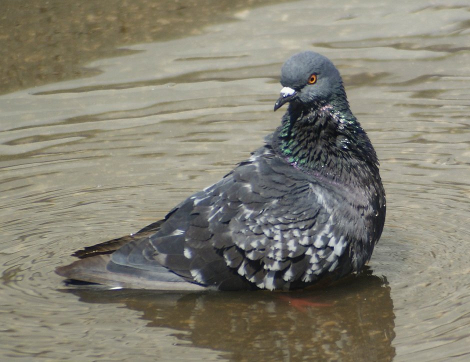 Кормление голубей