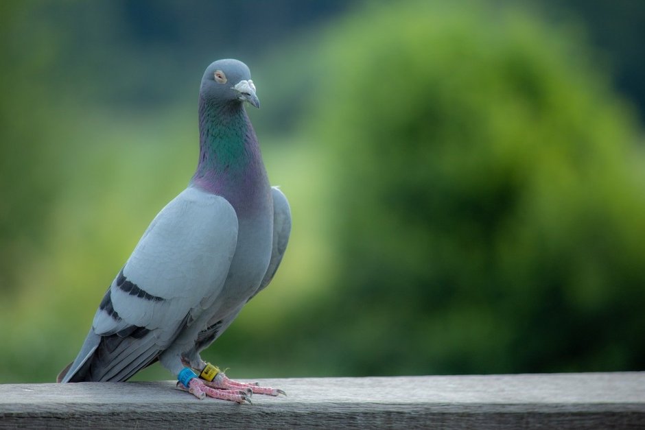 Птица Columba Livia