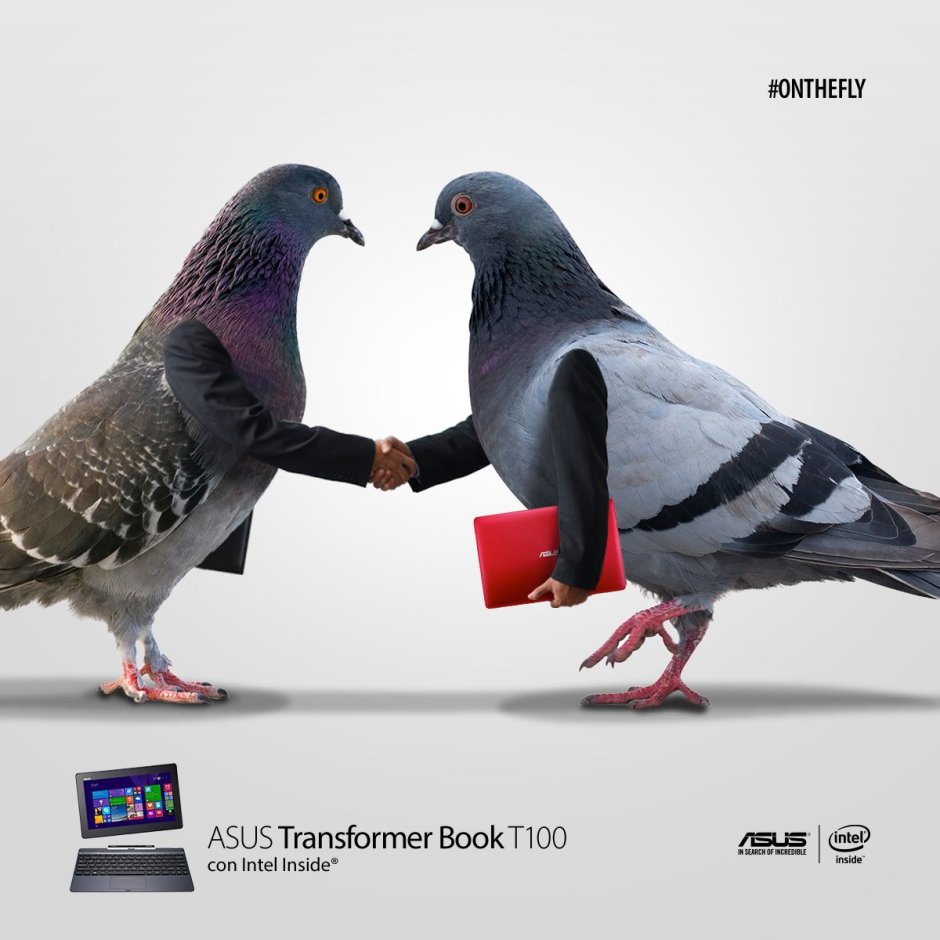 Сизый голубь фото