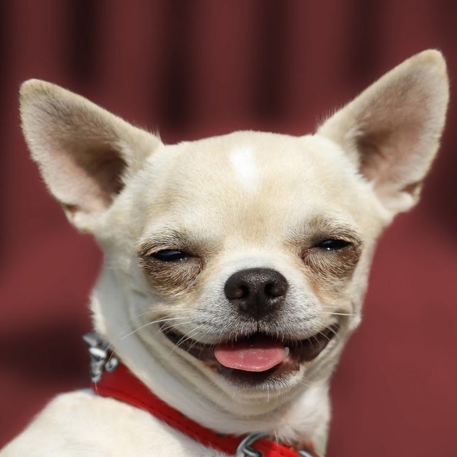 Скалящаяся чихуа Хуа