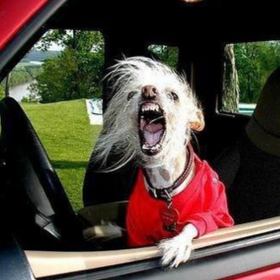 Доберман пинчер злой