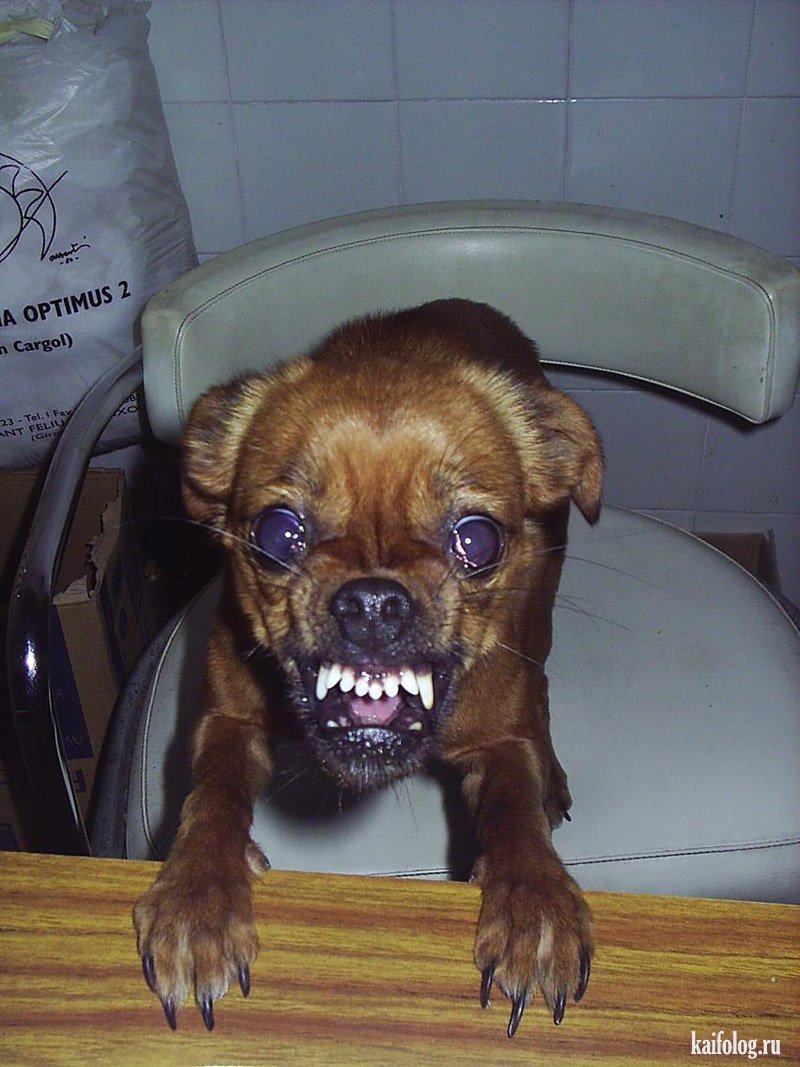 Доберман-пинчер оскал