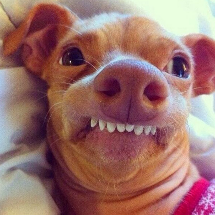 Злая собака